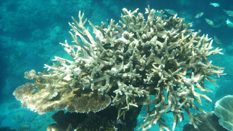 Aπειλούνται ένα εκατομμύριο είδη ζώων και φυτών