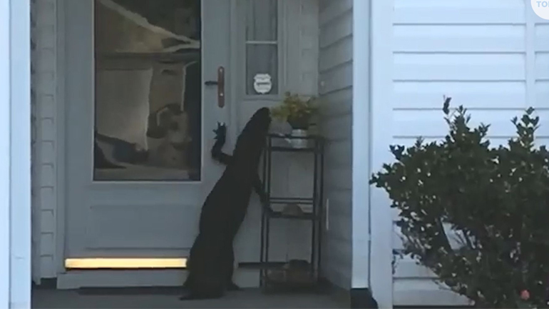 Όταν ο αλιγάτορας σου χτυπάει την πόρτα