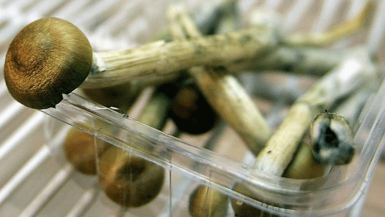 ΗΠΑ: Οι κάτοικοι του Ντένβερ διεξάγουν δημοψήφισμα για την αποποινικοποίηση των παραισθησιογόνων μανιταριών