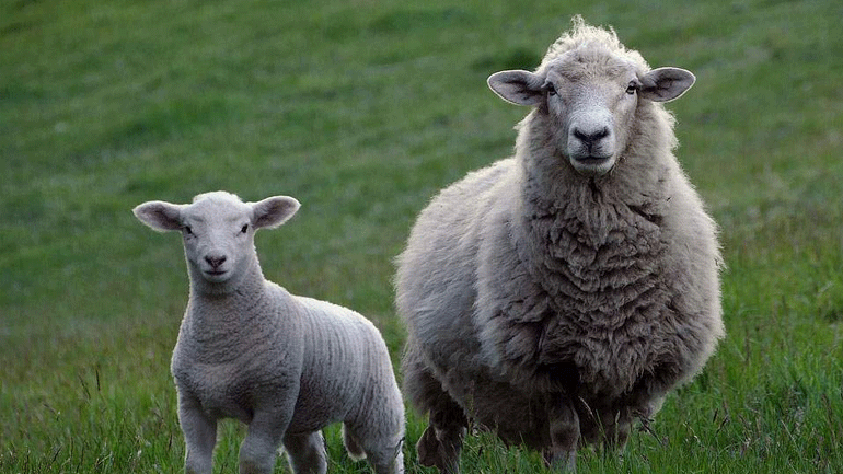 Δεκαπέντε αρνάκια οι νέοι… μαθητές δημοτικού σχολείου στη Γαλλία