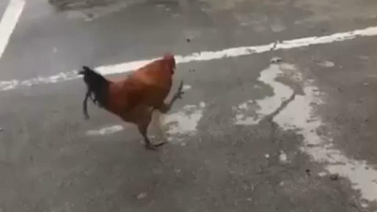 Ο κόκορας στρατιωτικός