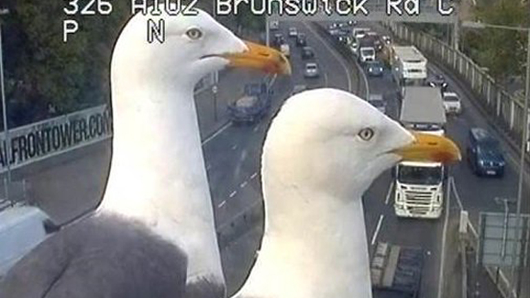 Γλάροι ποζάρουν σε κάμερα ελέγχου κυκλοφορίας