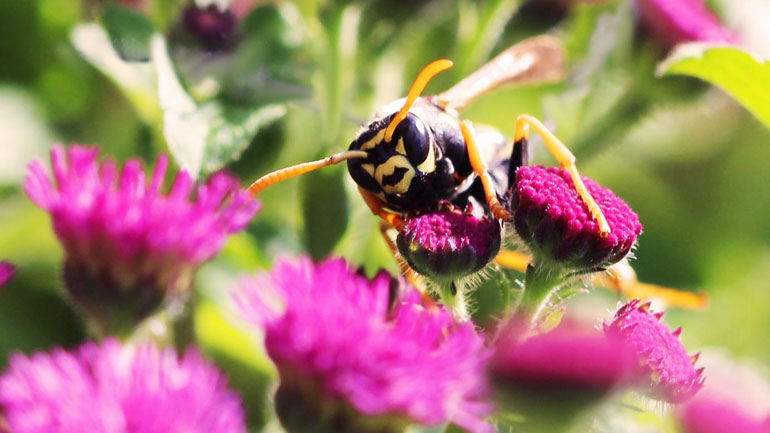 Οι πρώτες ενδείξεις ότι οι σφήκες συμπεριφέρονται με λογική!