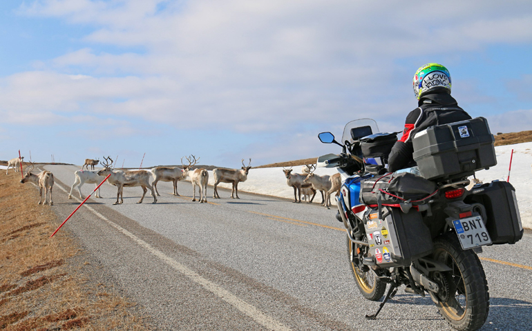 Μεγάλη προσοχή απαιτείτε για τους ταράνδους στο νορβηγικό βορρά