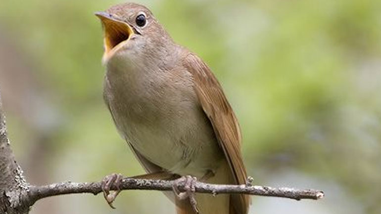 Ρώσοι επιστήμονες βρήκαν ότι τα ωδικά πτηνά έχουν ένα πρόσθετο χρωμόσωμα