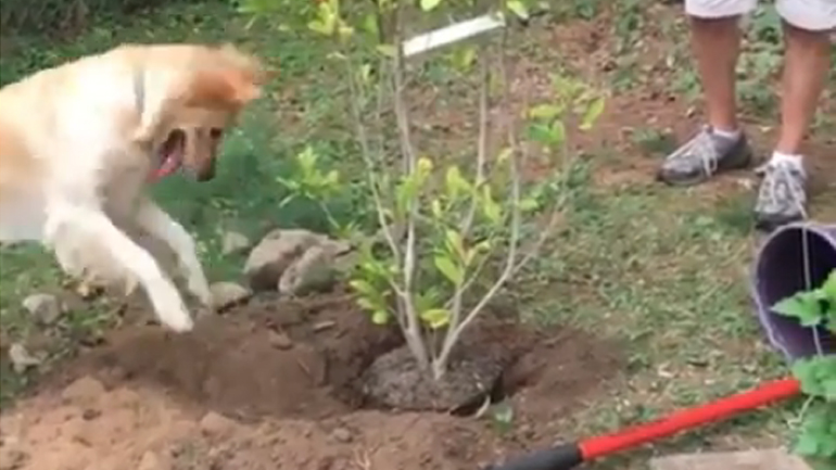 Ο σκύλος κηπουρός