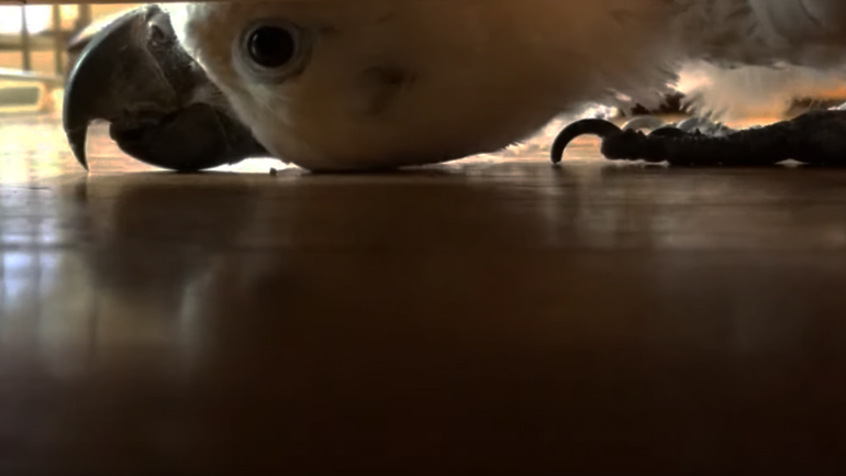 Παπαγάλος παίζει κρυφτό