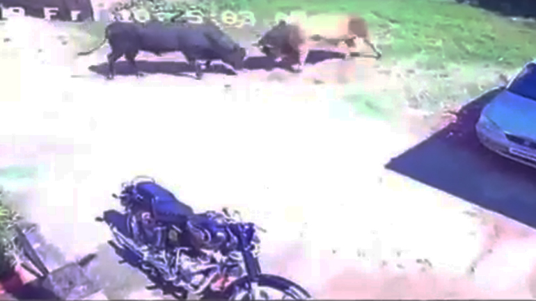 Ταύροι μονομαχούν και καταστρέφουν αυτοκίνητο