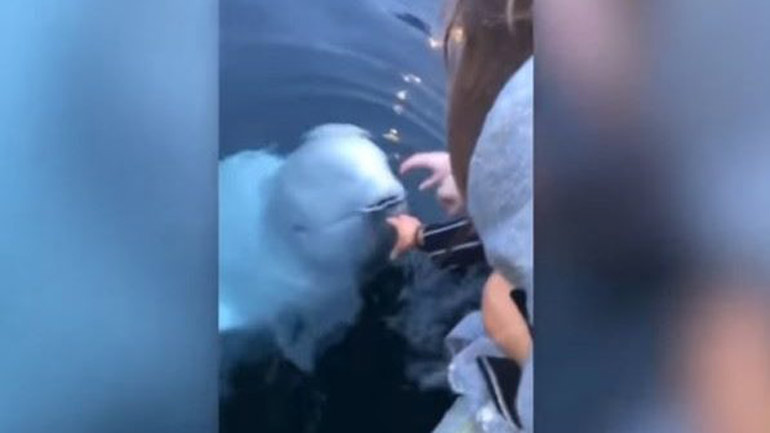 Φάλαινα επιστρέφει το κινητό ανθρώπου που έπεσε στη θάλασσα!