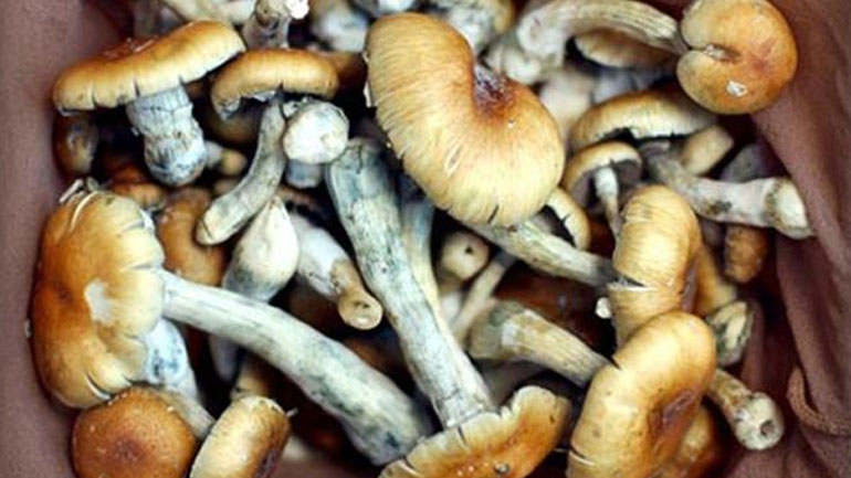 Το Ντένβερ νομιμοποιεί τα παραισθησιογόνα μανιτάρια