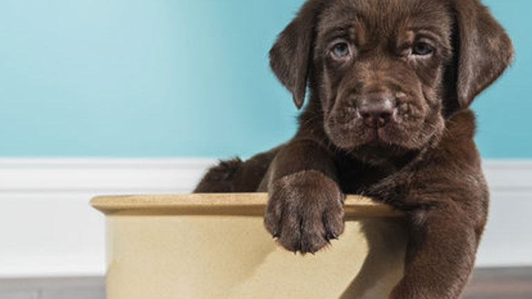 Τι πρέπει να ξέρετε για την τροφή του σκύλου σας;