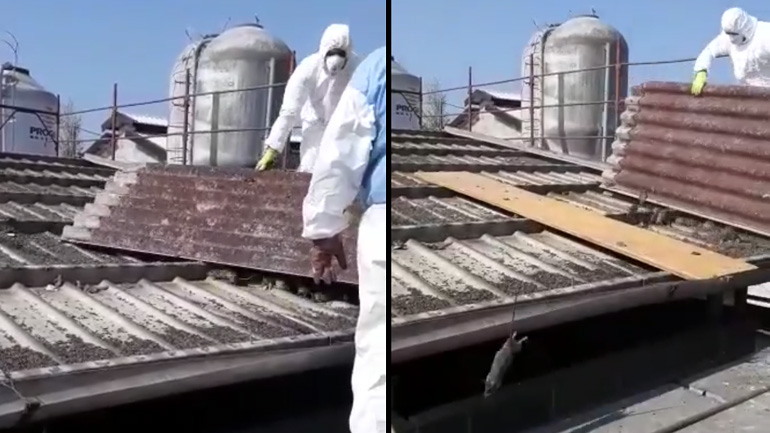 Δεκάδες αρουραίοι μέσα σε στέγη