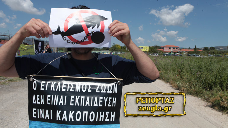 Διαμαρτυρία φιλόζωων στο Αττικό Ζωολογικό Πάρκο κατά του εγκλεισμού των δελφινιών