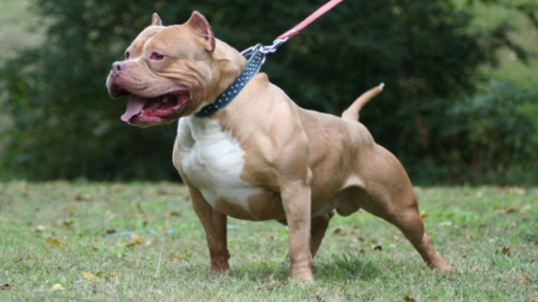 Εξαρθρώθηκε σπείρα που λήστευε περαστικούς με την απειλή ενός… πιτ μπουλ