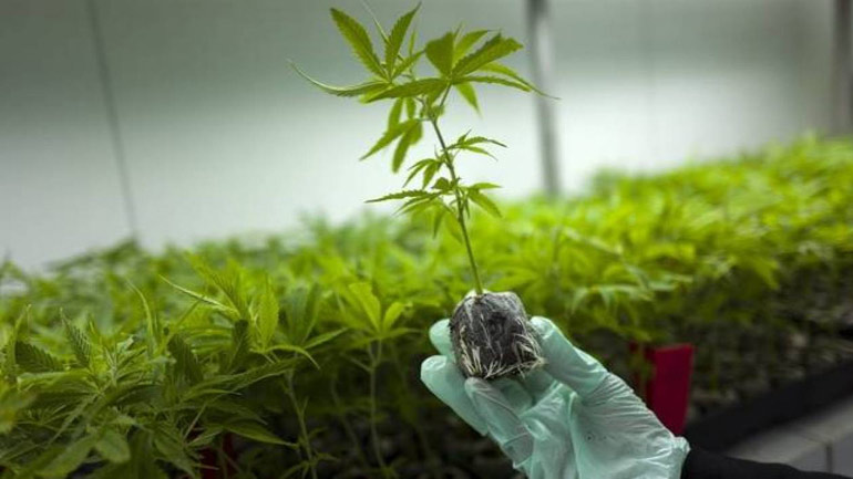 Το «1ο Φόρουμ για τη βιομηχανική και φαρμακευτική κάνναβη» στη Λάρισα