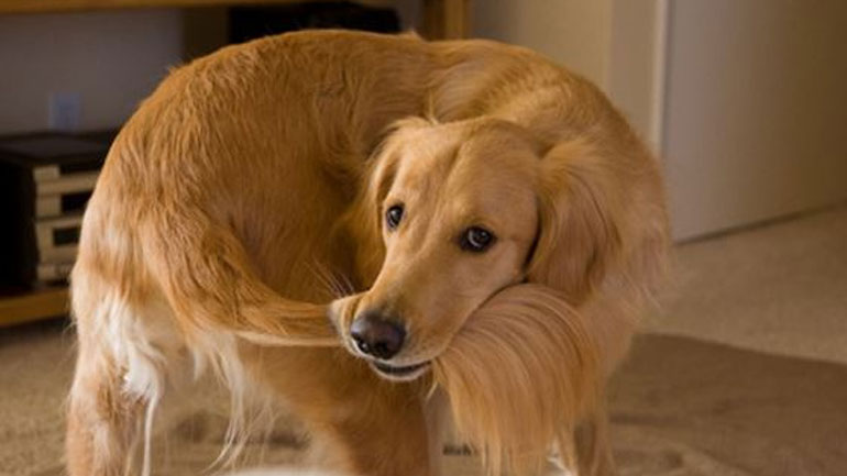 Γιατί να στειρώσεις τον σκύλο σου;