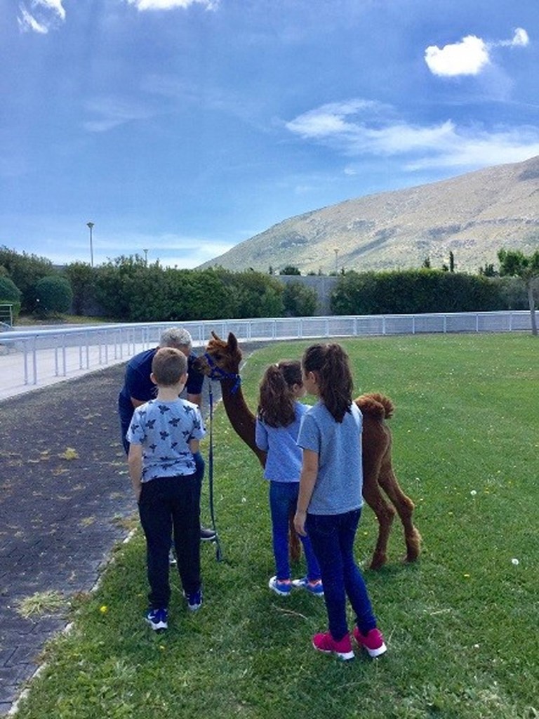 Tα αλπακά με το εντυπωσιακό τρίχωμά τους κέντρισαν το ενδιαφέρον των παιδιών