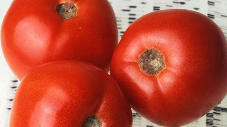 Το πρώτο παν-γονιδίωμα της ντομάτας δημιουργεί ελπίδες για τη βελτίωση της γεύσης της