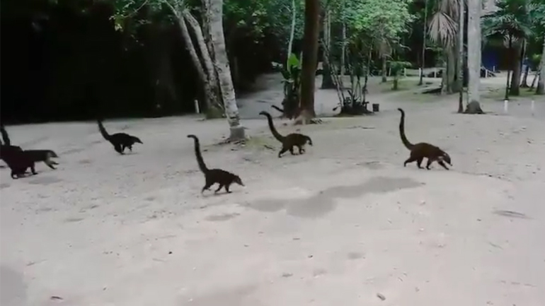 Αν βάλεις ανάποδα ένα βίντεο με κοάτι, βρίσκεσαι στο Jurassic Park