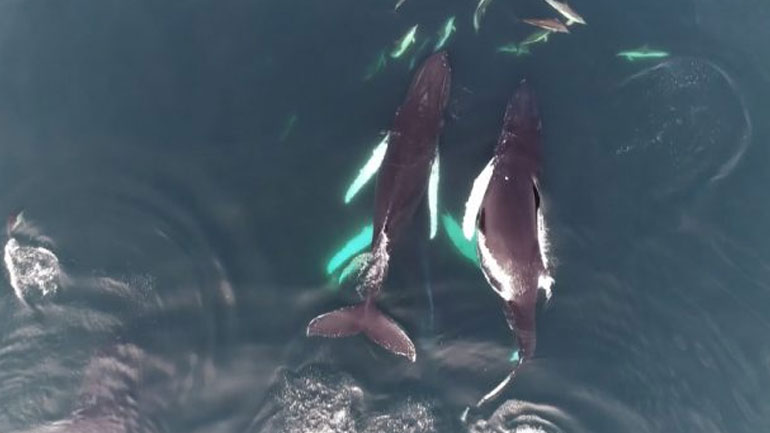 Κάμερα κατέγραψε δελφίνια να παίζουν με φάλαινες στις ιρλανδικές ακτές