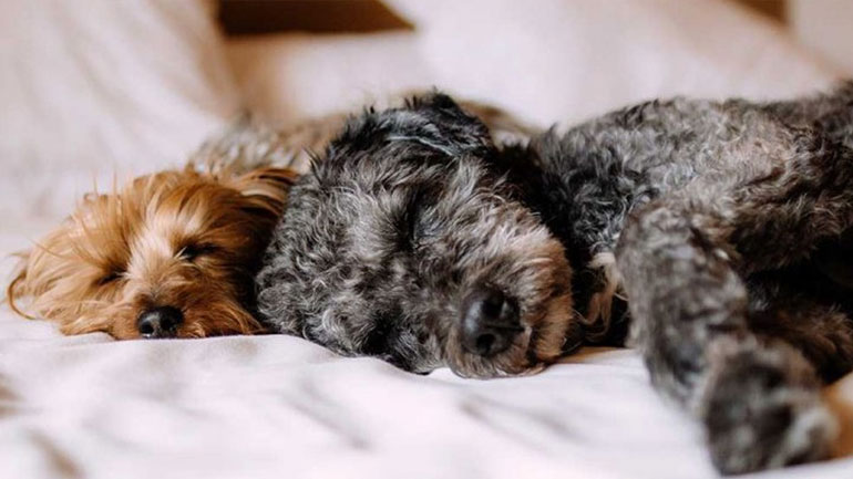 Επτά πράγματα που δεν ξέρετε για το κατοικίδιό σας