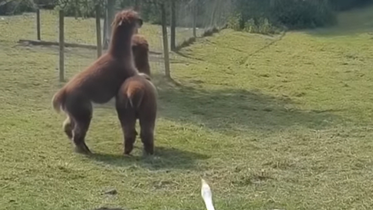 Ως εδώ και μη παρέκει…