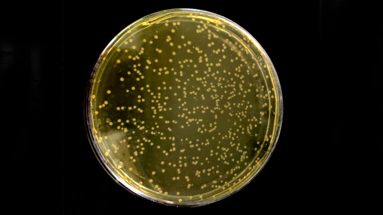 Γεγονός ο πρώτος έμβιος μικροοργανισμός με DNA 100% ανασχεδιασμένο από ανθρώπους