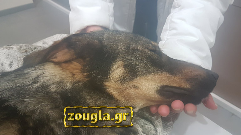 Νέο περιστατικό αγριότητας στην Κέρκυρα: Άνδρας πυροβόλησε τον σκύλο του και συνελήφθη Νέο περιστατικό αγριότητας στην Κέρκυρα: Άνδρας πυροβόλησε τον σκύλο του και συνελήφθη