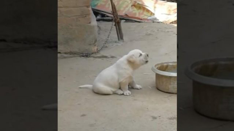 Κουτάβι μιμείται κόκορα