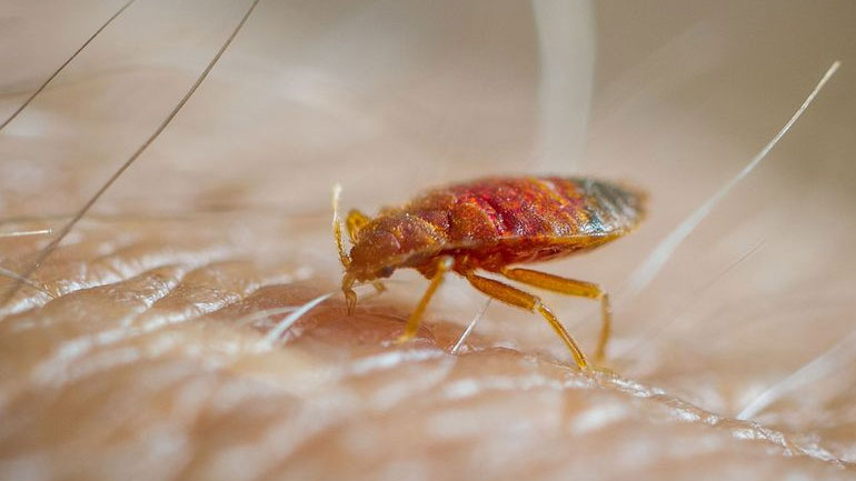 Οι κοριοί υπάρχουν από την εποχή των δεινοσαύρων