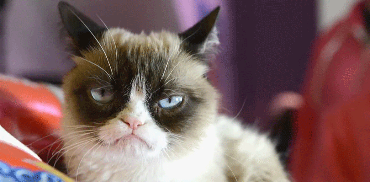 Πέθανε η πιο «γκρινιάρα» γάτα του κόσμου