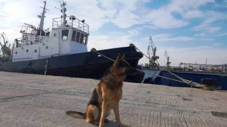 Ταξίδευε με μισό κιλό χασίς – Τον εντόπισε αστυνομικός σκύλος