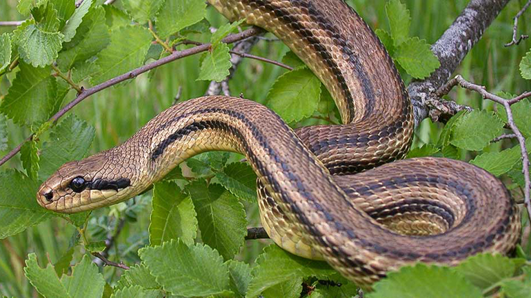 Θεσσαλονίκη: Φίδι  μήκους ενός μέτρου  αναστάτωσε το κέντρο της πόλης