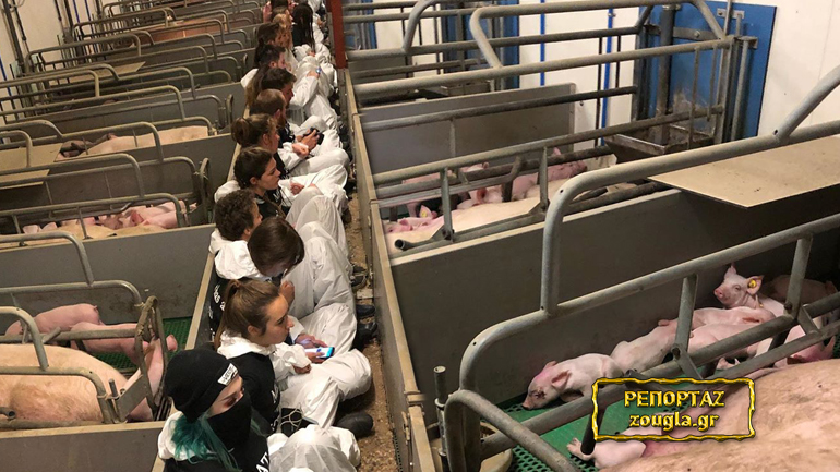 Ολλανδία: «Έφοδος» vegan σε φάρμα – Δεκάδες συλλήψεις – Έλληνες ακτιβιστές μιλούν στο Zougla.gr