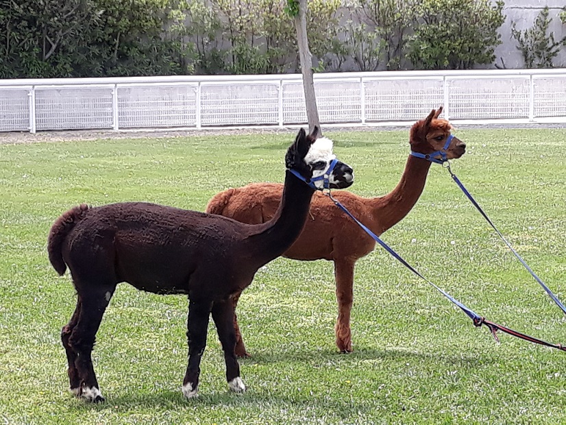 Τα εντυπωσιακά alpaca