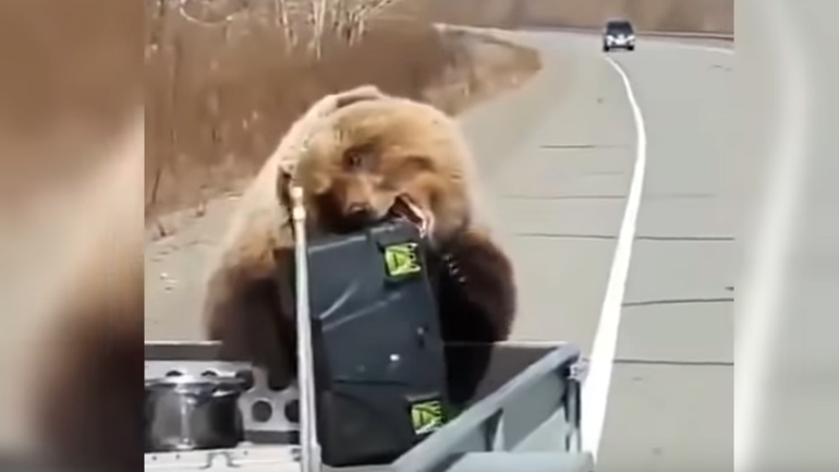 Ρωσία: Αρκούδα κλέβει mini ψυγείο από κυνηγούς