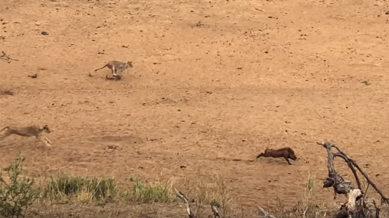 7 λέαινες κυνηγούν αγριογούρουνο