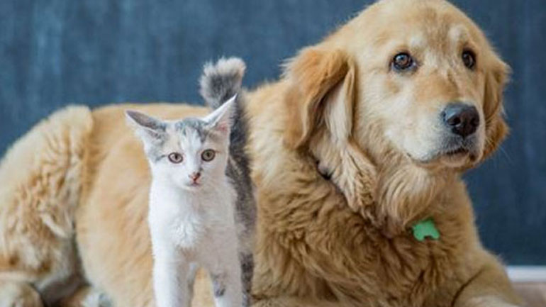 Αυτοί είναι οι λόγοι που τα αδέσποτα γίνονται καλύτερα pets