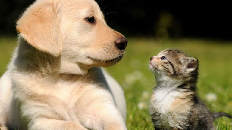 Αποκαλύφθηκε ποια είναι η μεγάλη διαφορά μεταξύ dog και cat lovers