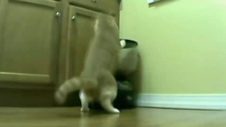 Γάτα θέλει να ληστέψει την αυτόματη μηχανή τροφής