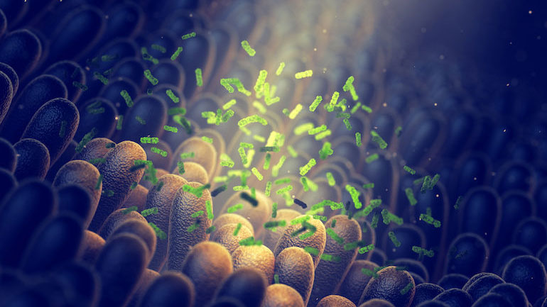 Η ρύθμιση των βακτηρίων του εντέρου μπορεί να βοηθήσει στην αντιμετώπιση του άγχους