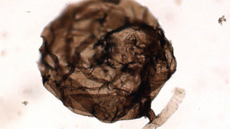 Ανακαλύφθηκε το αρχαιότερο απολίθωμα μύκητα στον βορειοδυτικό Καναδά