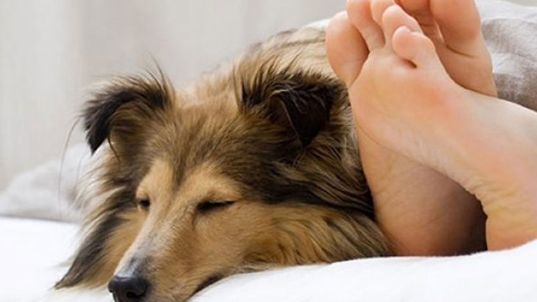 Πώς να μάθετε τον σκύλο σας να μην ανεβαίνει στο κρεβάτι σας;