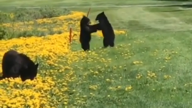 Δύο αρκούδες πιάνονται στα χέρια