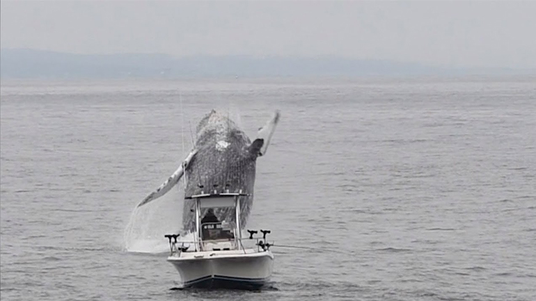 Φάλαινα αναδύεται μπροστά σε ψαρά