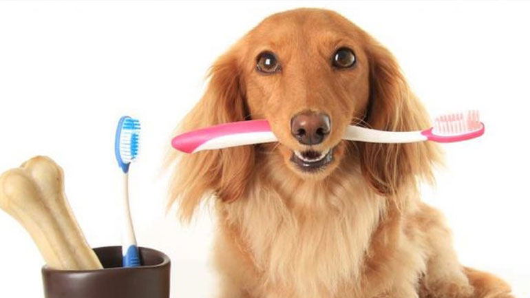 Πόσο συχνά πρέπει να βουρτσίζετε τα δόντια του σκύλου σας;