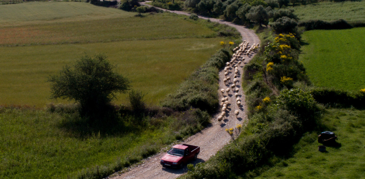 Το κοπάδι ακολουθεί τον μηχανοκίνητο βοσκό