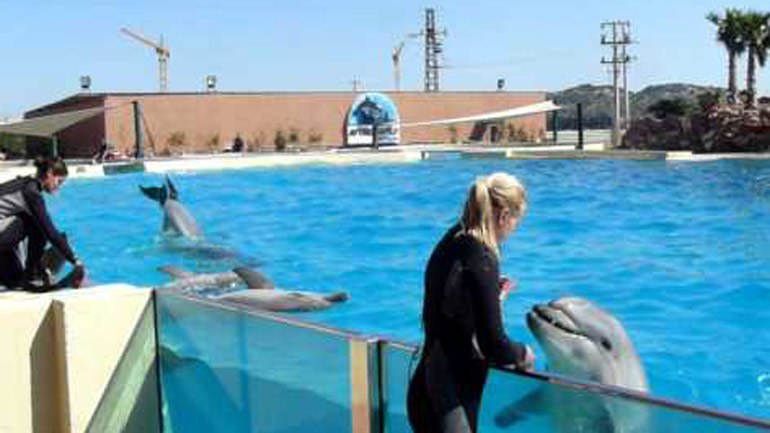 Διαμαρτυρία φορέων για τη λειτουργία του δελφινάριου στο Αττικό Πάρκο