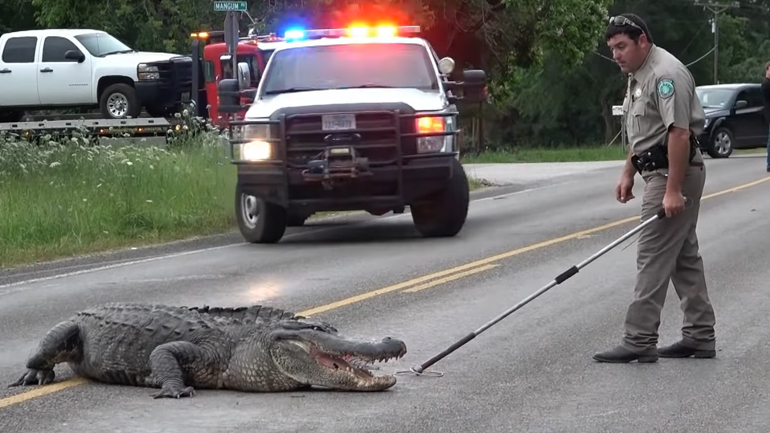 Κροκόδειλος αράζει στη μέση του δρόμου