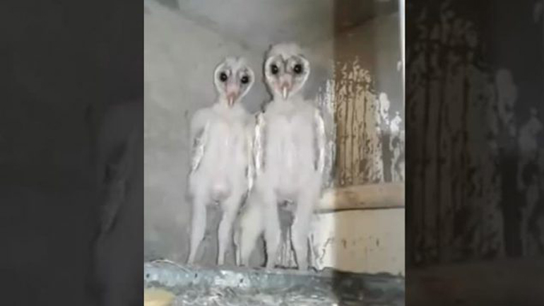 Εξωγήινοι κρυμμένοι στη σοφίτα